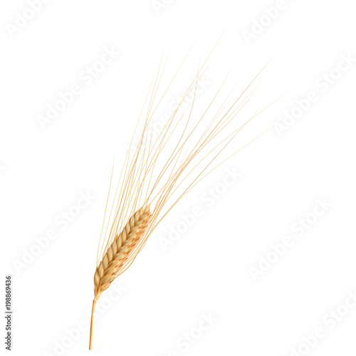 Photo realistic ear of wheat isolated on white, vector illustration.