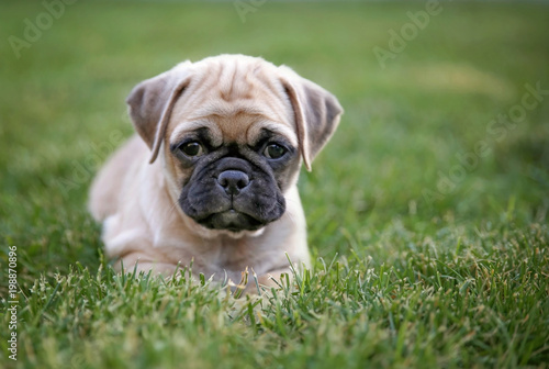 cute baby pug chihuahua mix called a chug playing on a green lawn