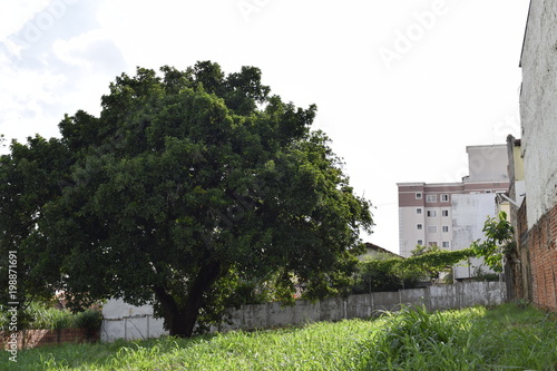 Árvore em terreno vazio no centro da cidade de São Carlos