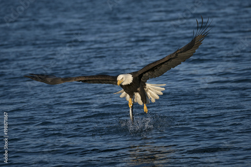 Mature Bald Eagle coming out of the water with a fish in one talon