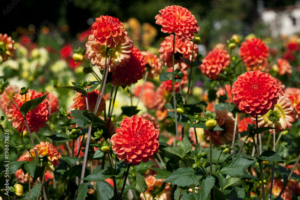 Natural background,  beautiful dahlia in garden