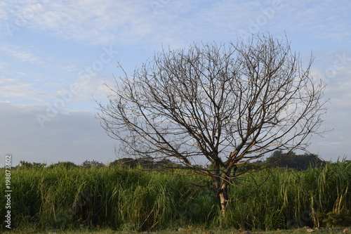 Wallpaper Mural Árvore com vários galhos sem folhas no crepúsculo Torontodigital.ca