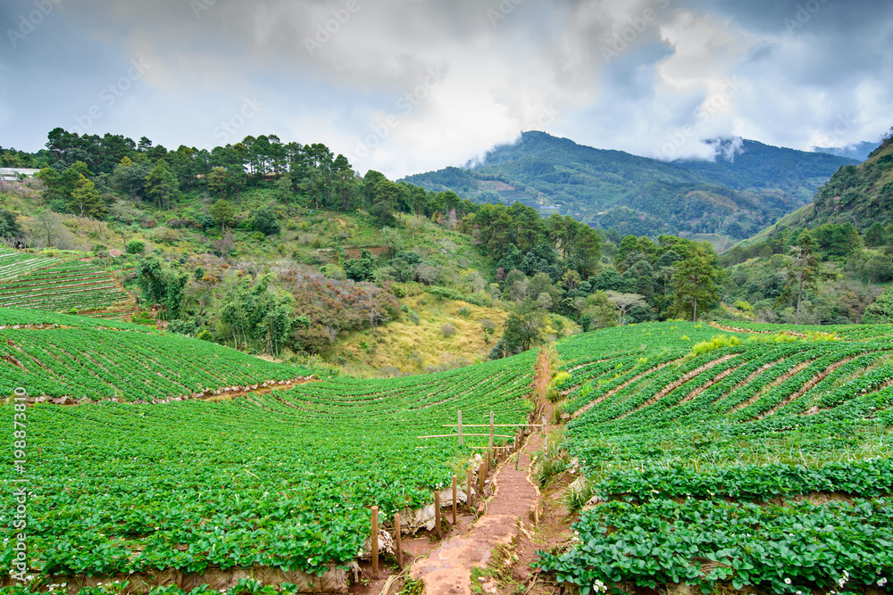 The image of green bushes of a strawberry growing in the farm at Doi ang khang,Chiang Mai, Thailand.