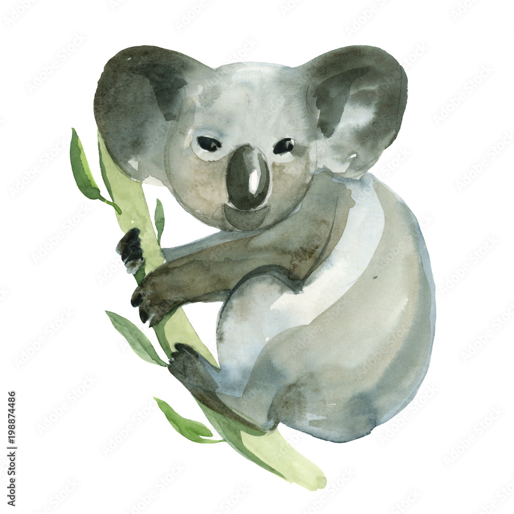 Watercolor koala is holding the bamboo branch Stock Illustration | Adobe  Stock