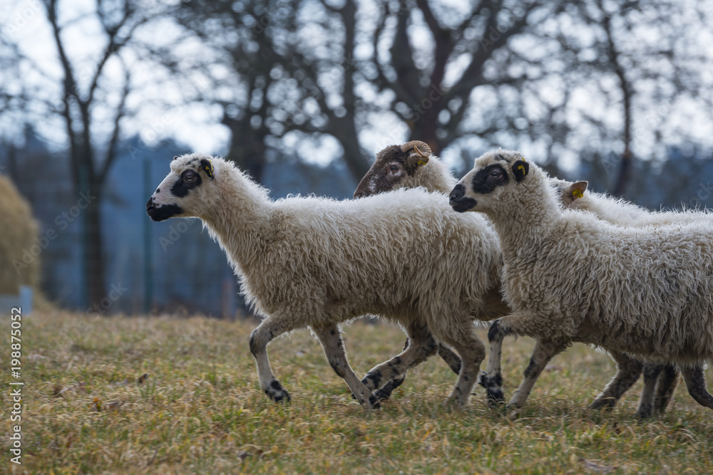 Naklejka premium sheep ( breed valaska ) on a meadow