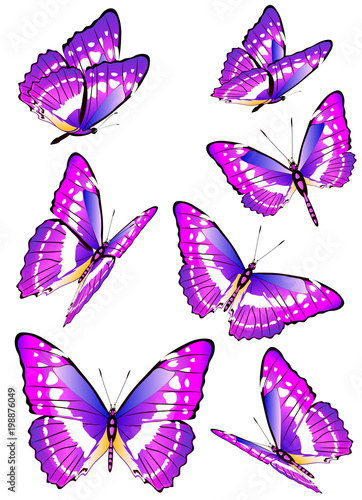 beautiful pink butterflies, isolated on a white