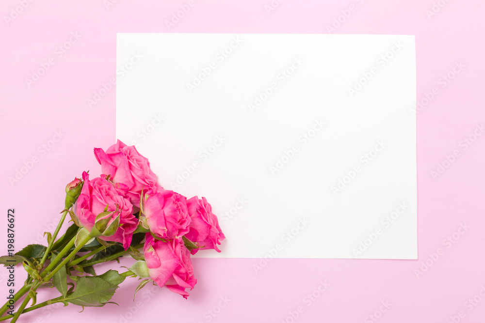 Pink fresh rose branches and white paper card - empty space for text isolated on pastel background.