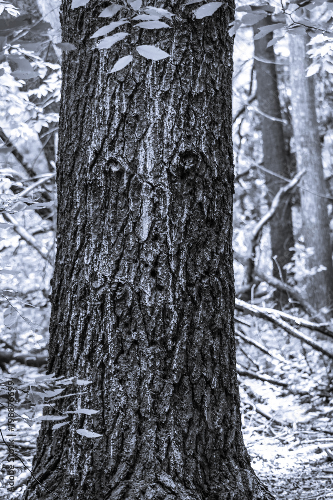 Wood Texture and Environment - Black and White Woods Wood Texture and Environment - Black and White Woods