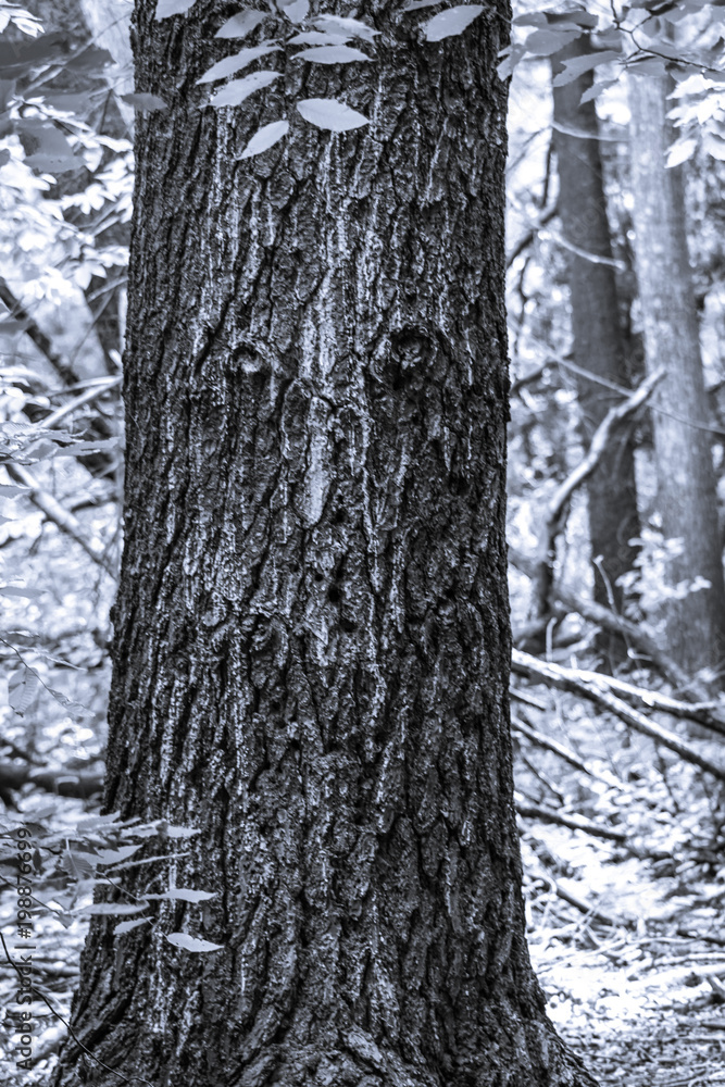 Wood Texture and Environment - Black and White Woods