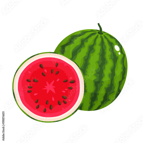 Bright vector illustration of juice watermelon isolated on white background.