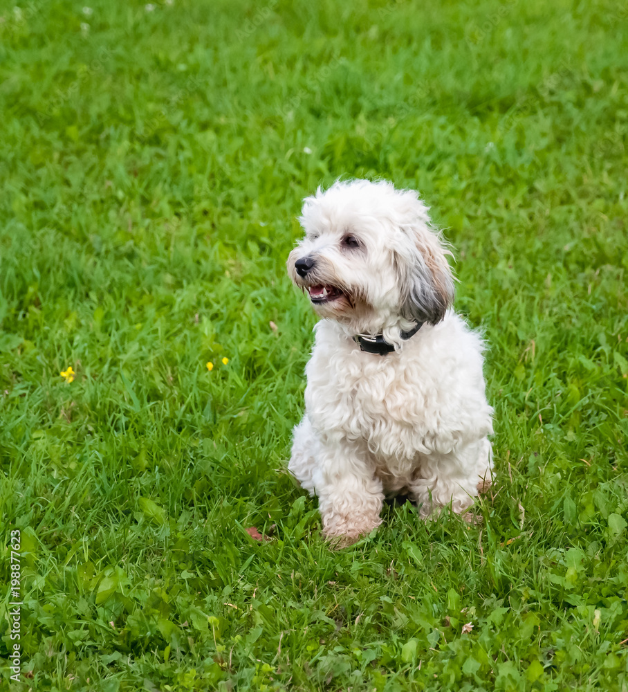 Cute little dog on a meadow