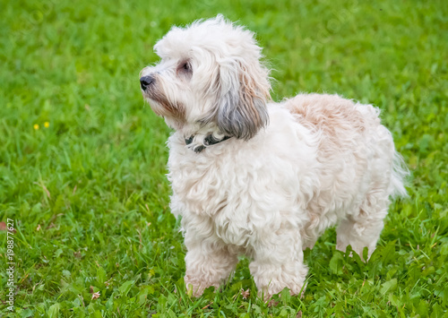 Cute little dog on a meadow