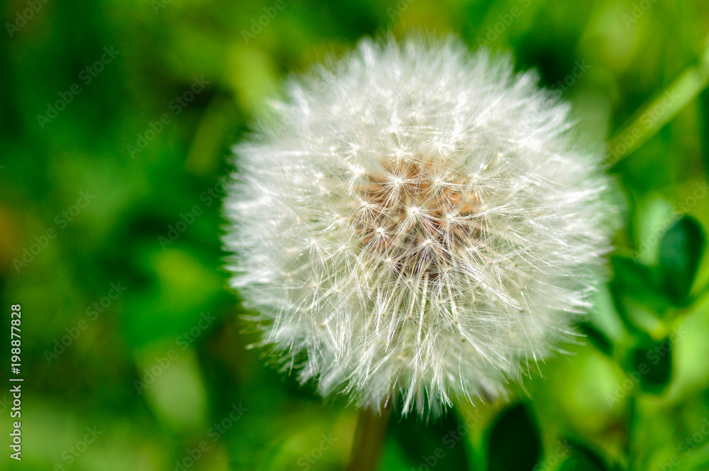 Beautiful blowball with green background Beautiful blowball with green background