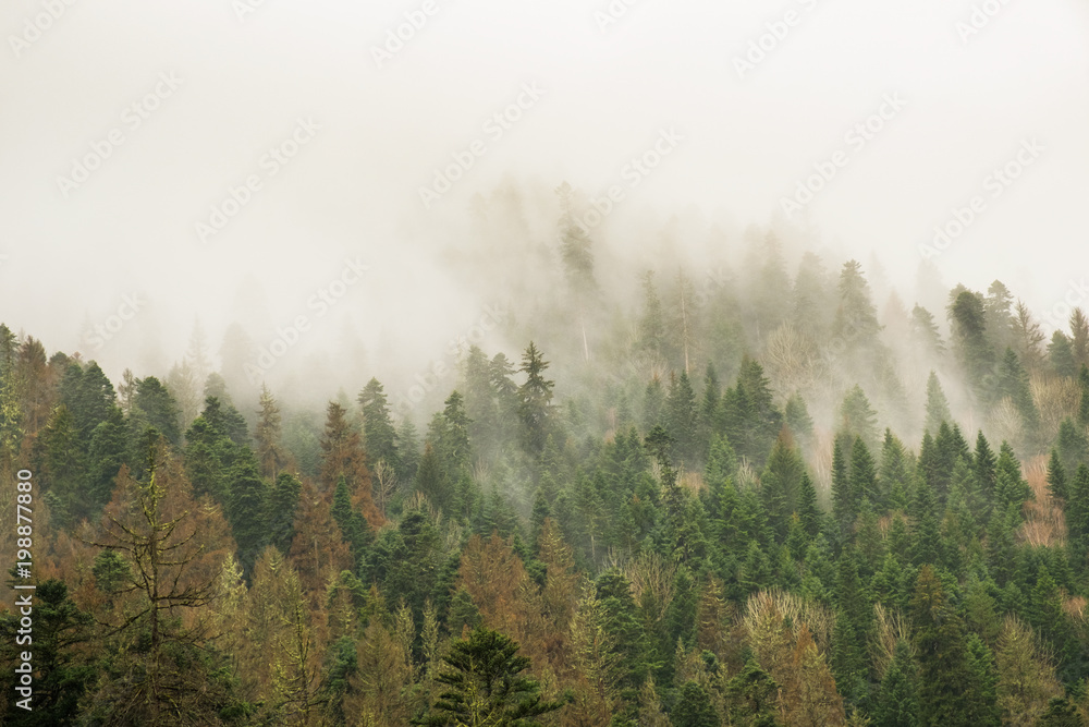 coniferous green trees in the fog, clouds in the mountains landscape background