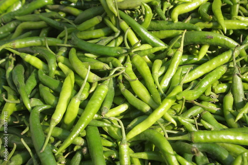 Fresh natural green chili pepper for sale in a local market. Chili peppers are widely used in many cuisines to add spiciness to dishes.