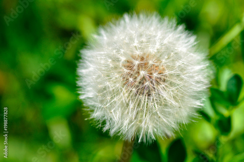 Beautiful blowball with green background