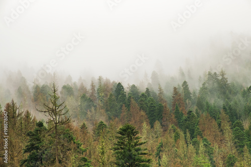 Fototapeta Naklejka Na Ścianę i Meble -  coniferous green trees in the fog, clouds in the mountains landscape background