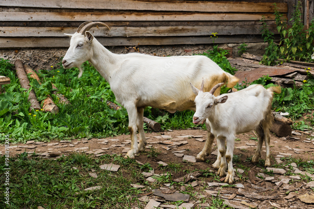 a goat with a kid is standing on a farm a goat with a kid is standing on a farm