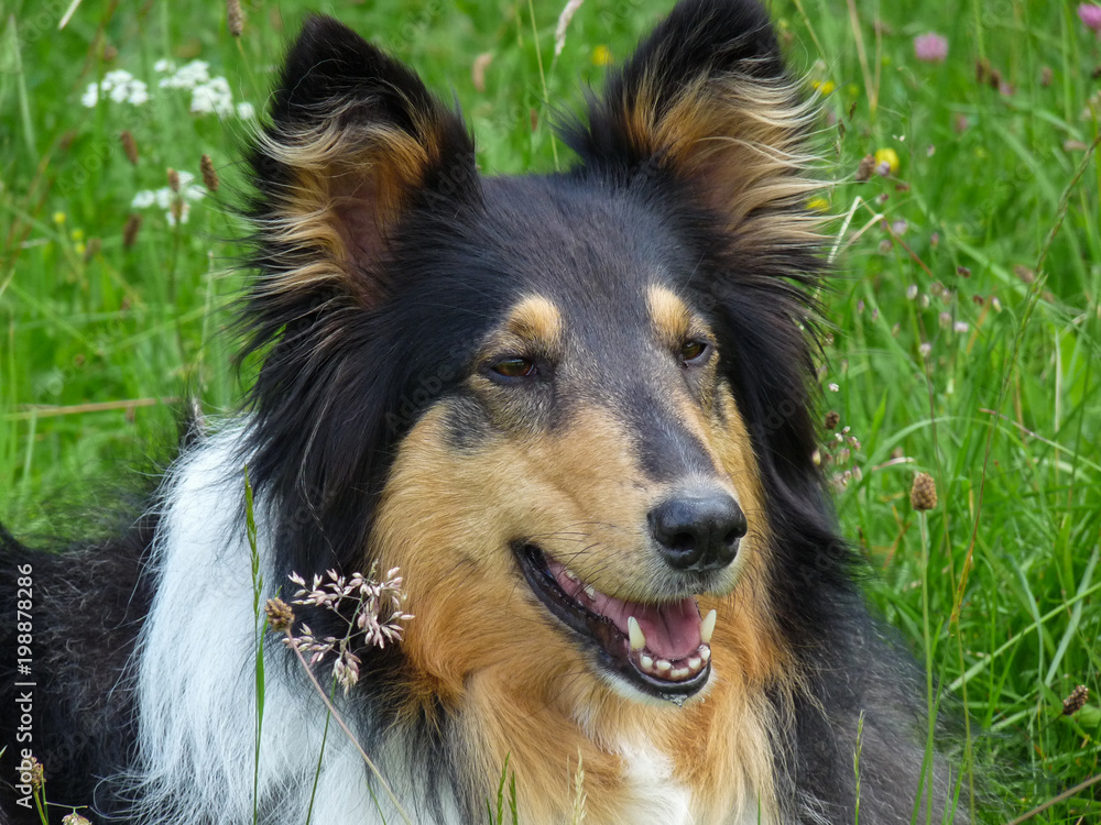 Beautiful collie in the grass