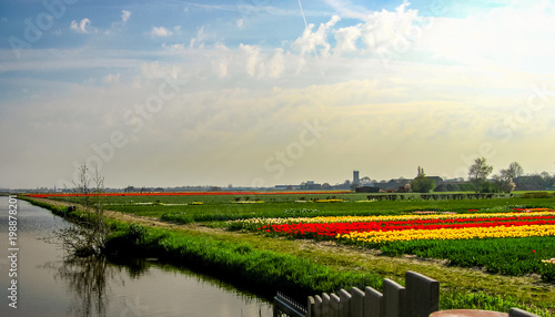 Fototapeta Naklejka Na Ścianę i Meble -  Tulip Fields