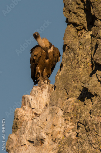 Griffon vulture Gyps fulvus in Extremadura