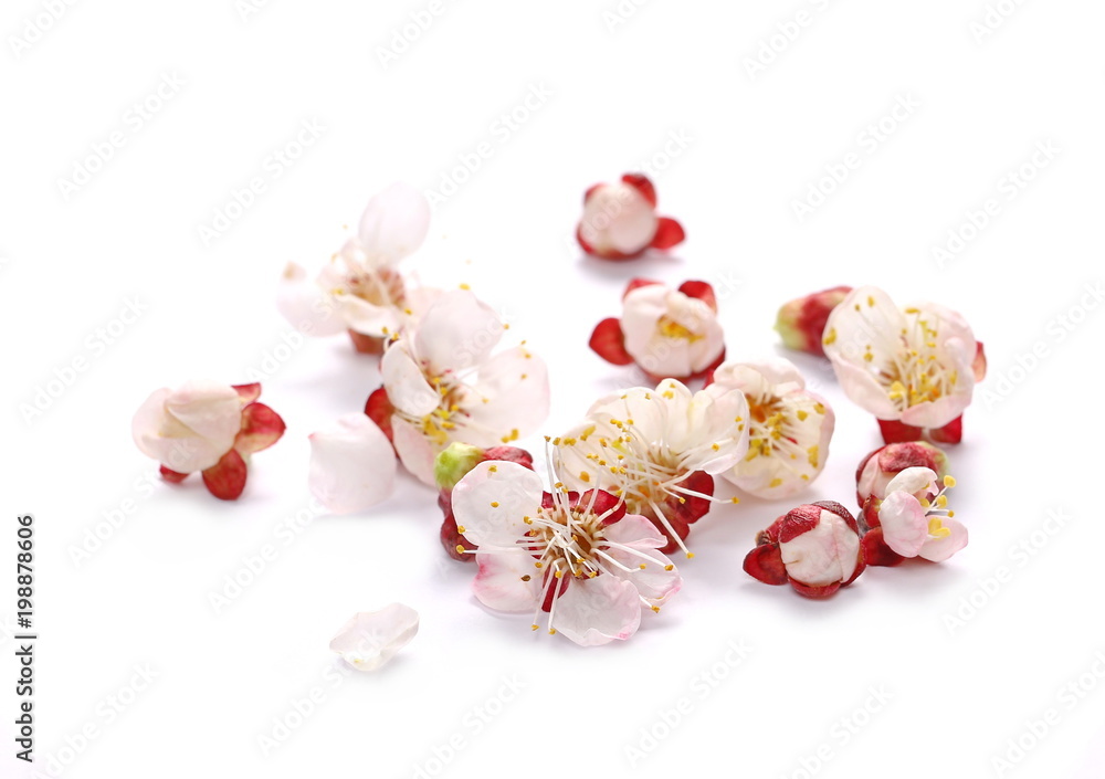 Pink apricot flowers blooming in spring, isolated on white background and texture Pink apricot flowers blooming in spring, isolated on white background and texture