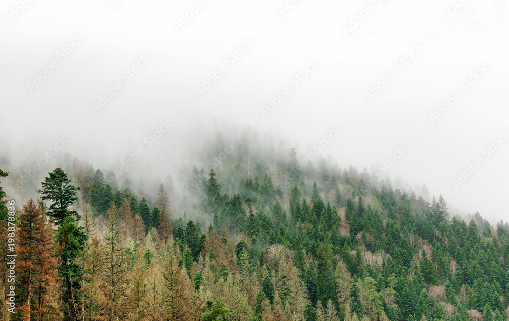 coniferous green trees in the fog, clouds in the mountains landscape background