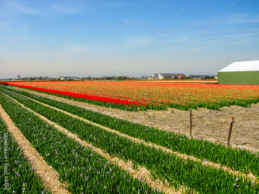 Tulip Fields