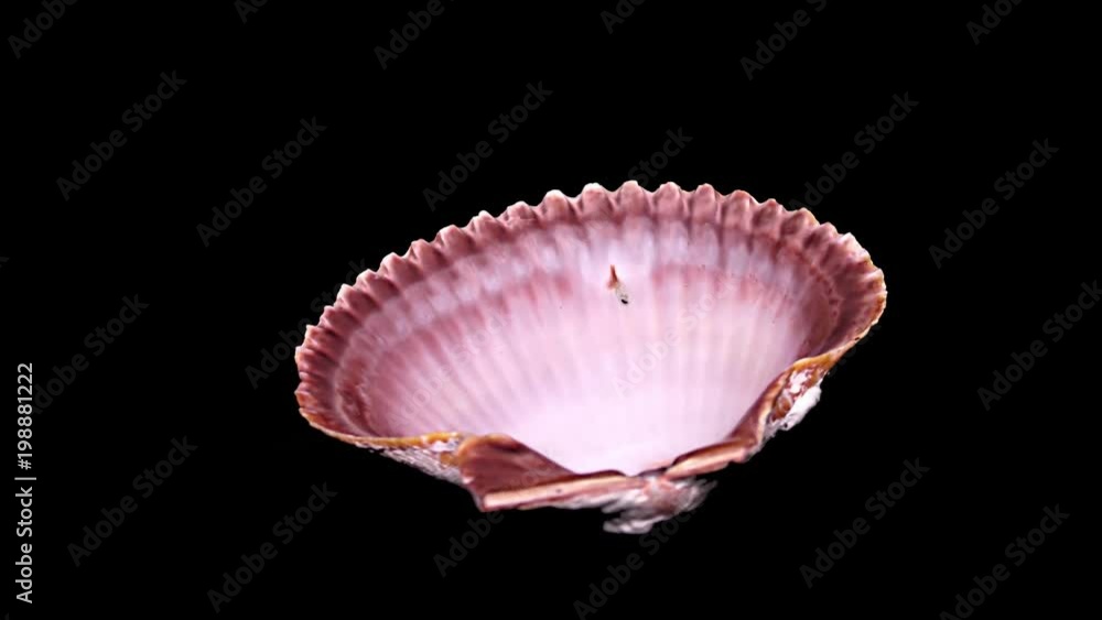 Seashell Isolated on Black Background – Close-up, Detail Seashell Isolated on Black Background – Close-up, Detail