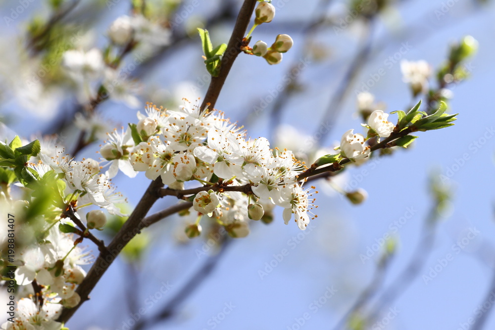 Blossoming orchard in the spring. Blooming plum orchard tree on a blue sky background. Spring background. Spring orchard on sunlight. Spring flower field background. Floral pattern. No sharpen Blossoming orchard in the spring. Blooming plum orchard tree on a blue sky background. Spring background. Spring orchard on sunlight. Spring flower field background. Floral pattern. No sharpen