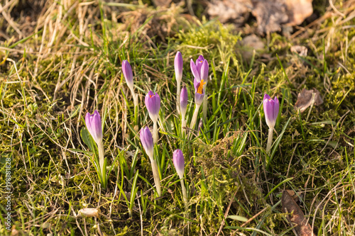 Fototapeta Naklejka Na Ścianę i Meble -  lila Krokus im Frühling