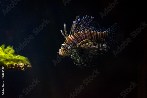 The red lionfish on the black background in the aquarium in Berlin