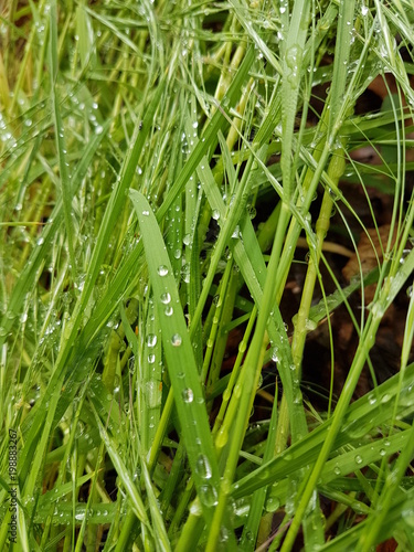 Water drop grass in garden