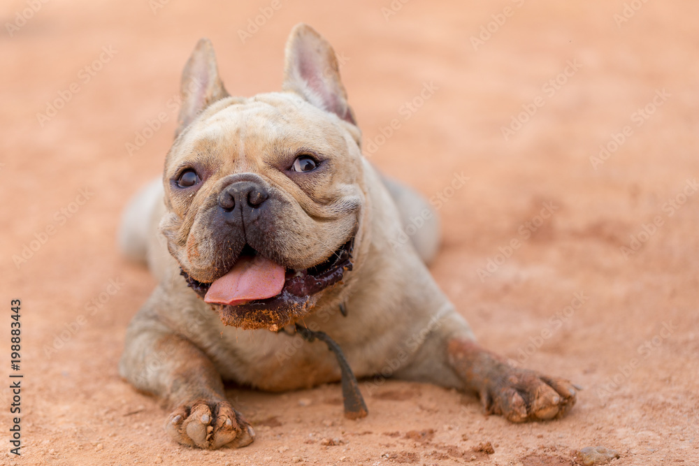 Cute french bulldog is playing and running in the field.