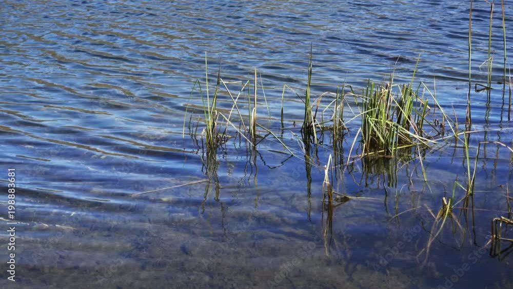 closeup river in Spring season. Siberia, Russia closeup river in Spring season. Siberia, Russia