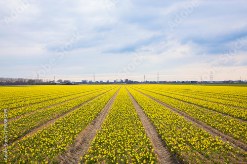 Fototapeta Naklejka Na Ścianę i Meble -  bright yellow field of blooming spring flowers of daffodils