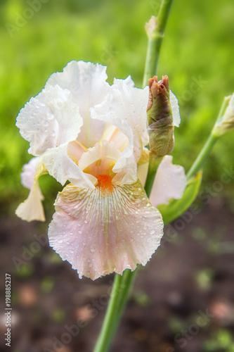 Fototapeta Naklejka Na Ścianę i Meble -  Tall Bearded Iris, Iris 'Frappe' in botanical garden, pink spring flower close-up