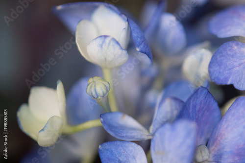 Happy spring time hydrangeas 