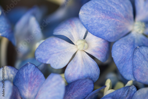 Happy spring time hydrangeas 