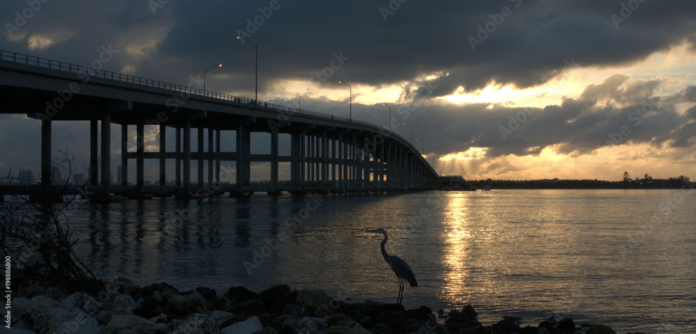 Heron by the Bridge / Rickenbacker Causeway and bridge to Key Biscayne, Florida