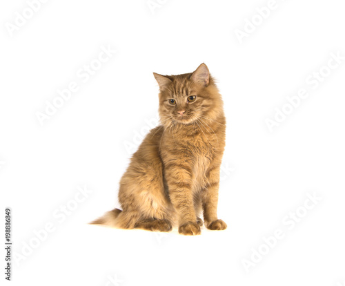 bobtail red cat ginger on isolated white background