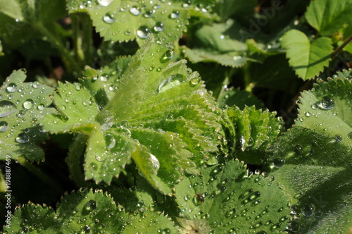 Water drops on a Alchemilla (lady's mantle)