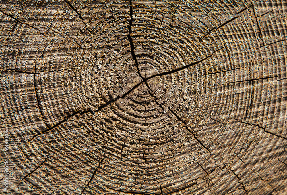 Fototapeta premium Jahresringe