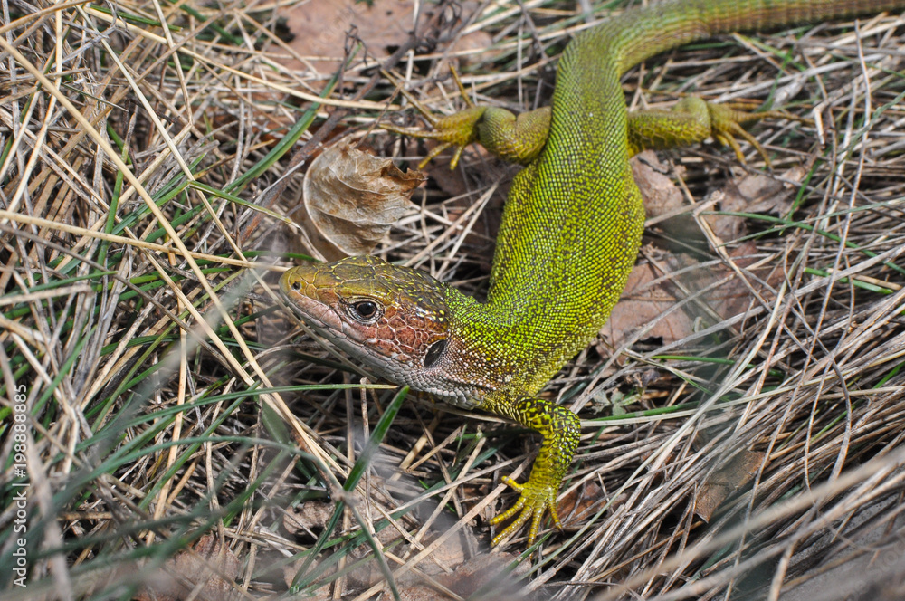 Fototapeta premium Green european lizard in nature. Green Lizard (Lacerta viridis) in natural habitat 