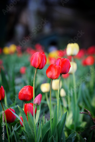 Tulip Flower in Garden.