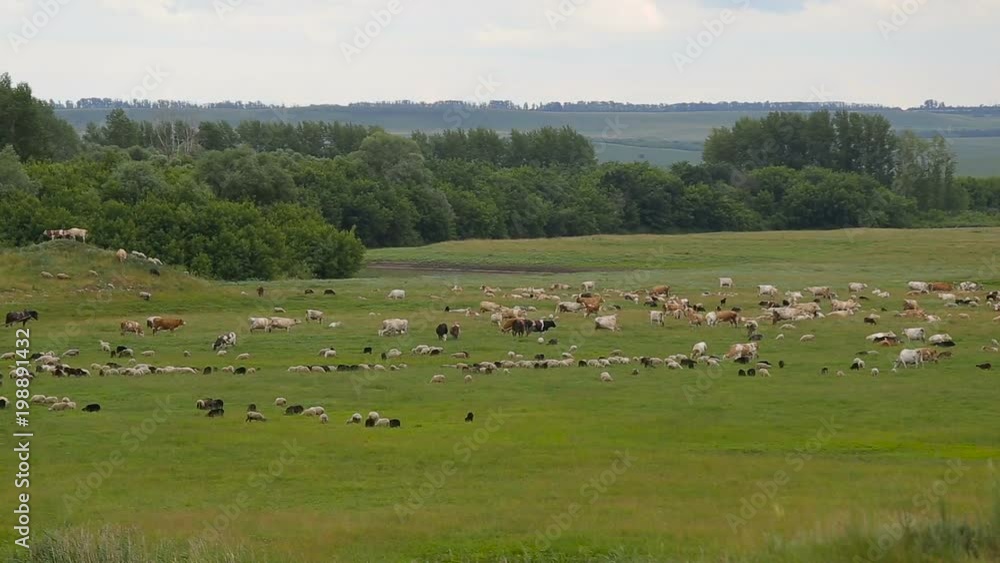 a large herd of animals, sheep, cows, horses, a bird on a green spring meadow a large herd of animals, sheep, cows, horses, a bird on a green spring meadow