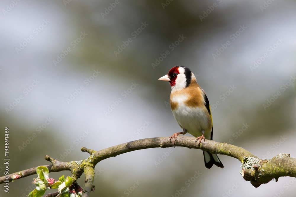 Fototapeta premium Stieglitz 5