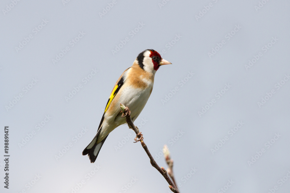 Fototapeta premium Stieglitz 6