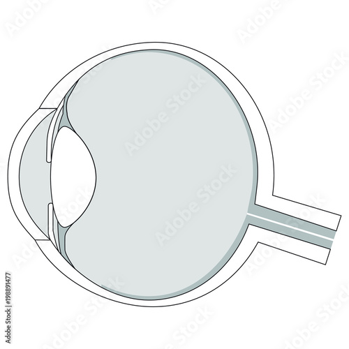 Anatomie Auge Aufbau