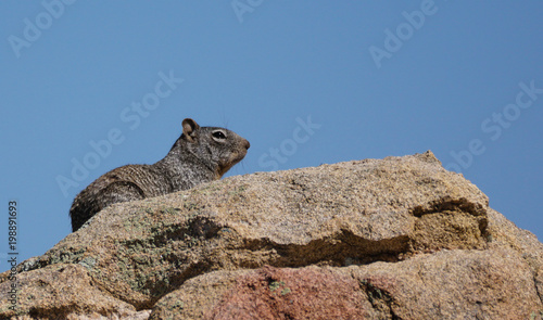 Desert squirrel sunning on the top of a rock outcropping.